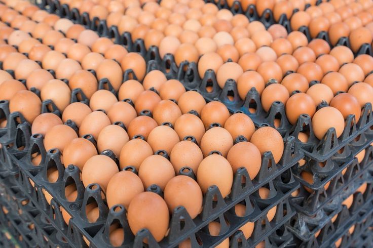 Bulk eggs